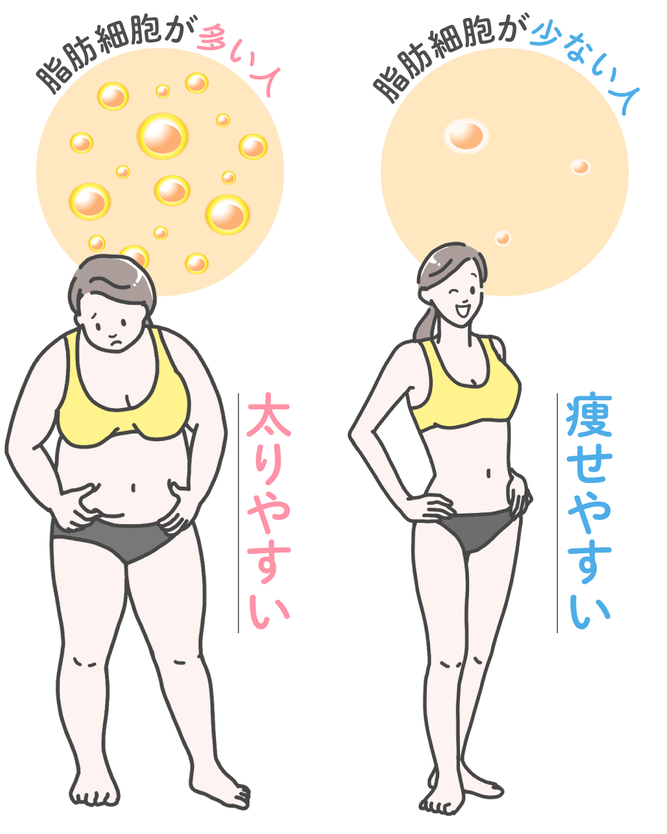 太るメカニズム